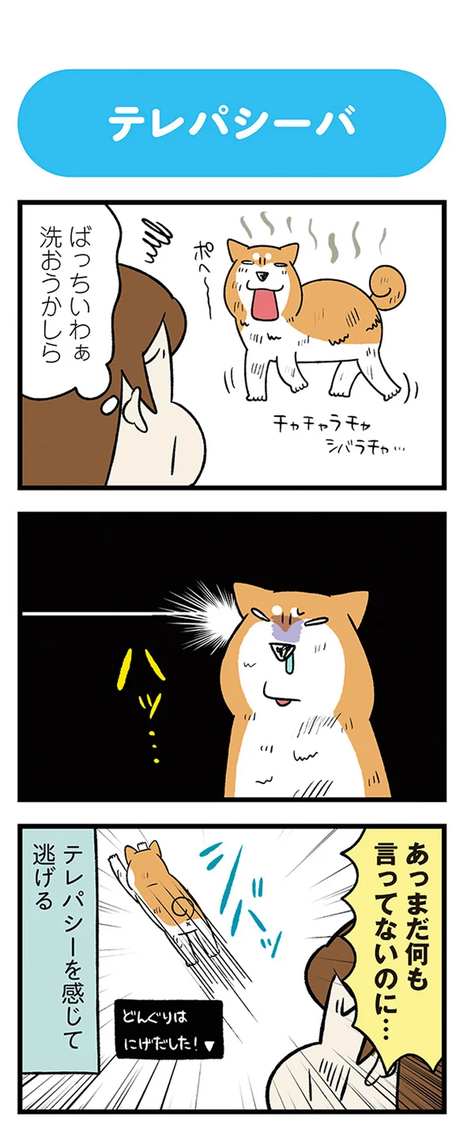 『ドヤ顔柴犬どんぐり』1～3 15636959.webp