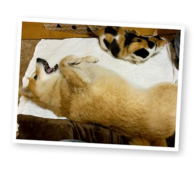 『ドヤ顔柴犬どんぐり』1～3 15636963.webp