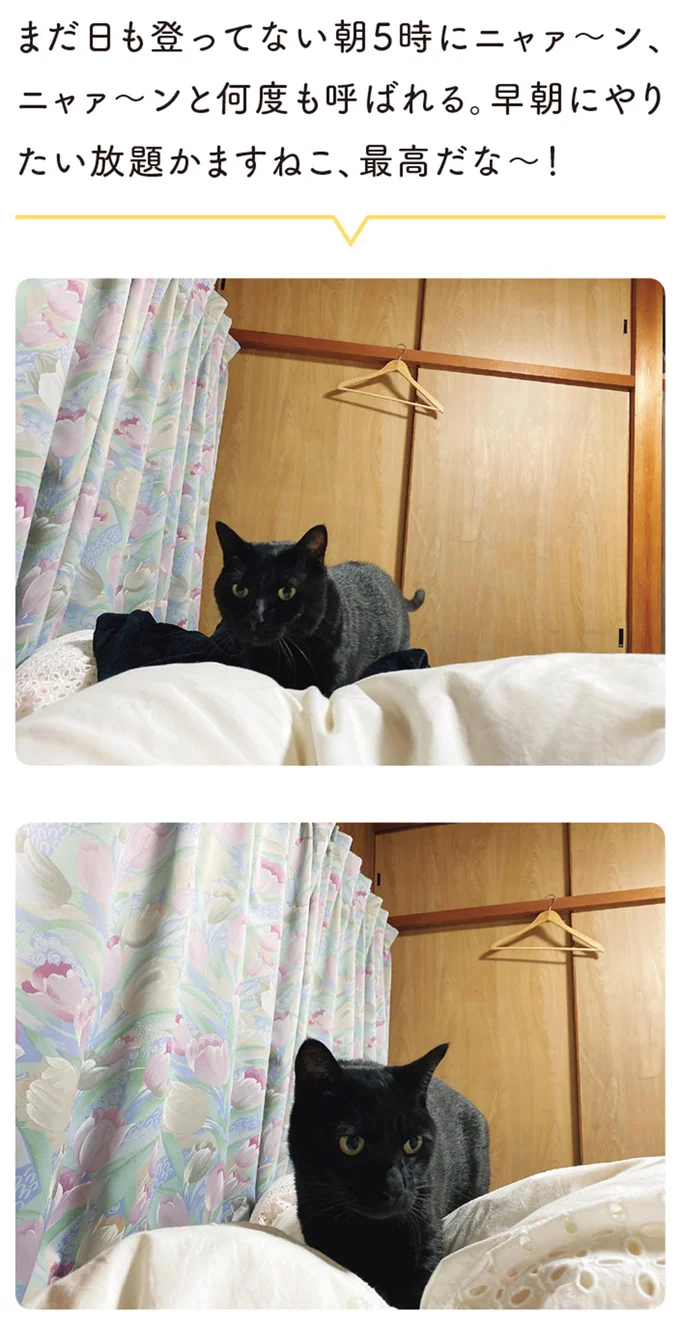 『黒猫ろんと暮らしたら』1～3 15649714.webp