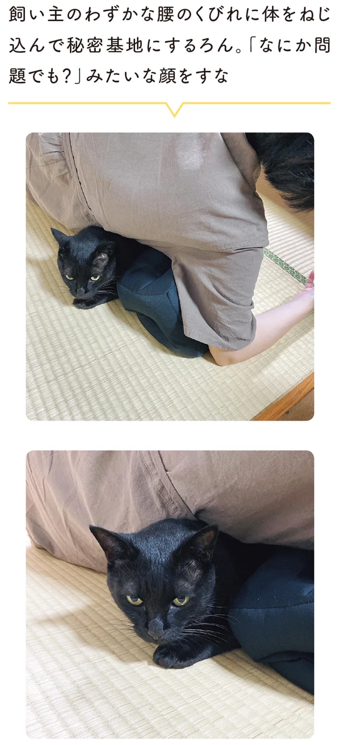 『黒猫ろんと暮らしたら』1～3 15649779.webp