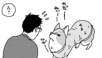 「太った？」愛犬コーギーのムチムチなお腹周り。肥満か調べてみたら...／あしょんでよッ4