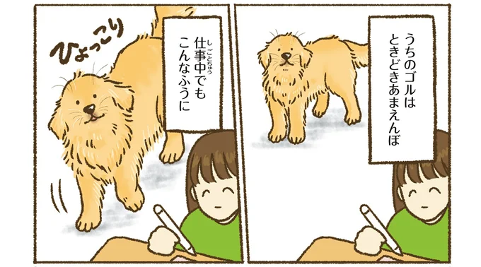 大きな体をぴったりつけて添い寝してくる...！うちのゴールデンが可愛すぎる／今日もゴールデンレトリバーに癒されて 15706013.webp