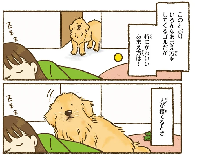 『今日もゴールデンレトリバーに癒されて』 15706017.webp