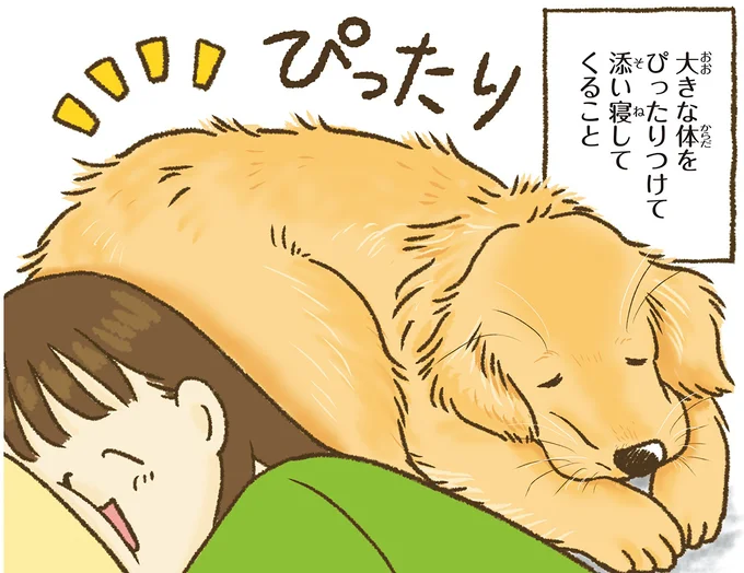 『今日もゴールデンレトリバーに癒されて』 15706018.webp