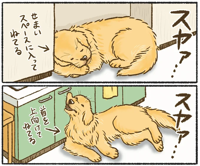 『今日もゴールデンレトリバーに癒されて』 15710962.webp