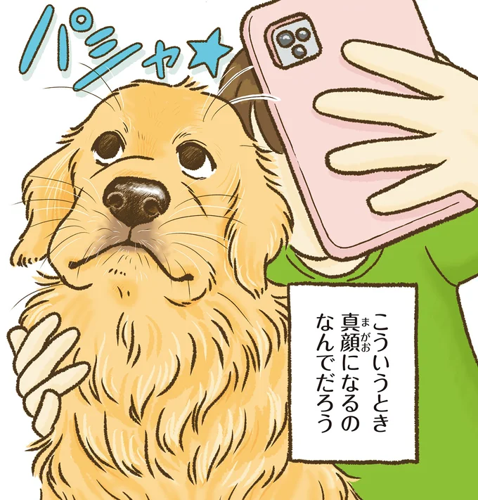 『今日もゴールデンレトリバーに癒されて』 15712361.webp