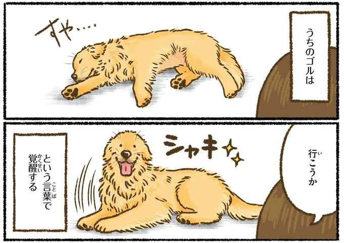 『今日もゴールデンレトリバーに癒されて』 15712363.webp