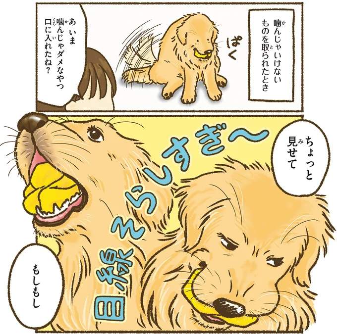 『今日もゴールデンレトリバーに癒されて』 15712367.webp