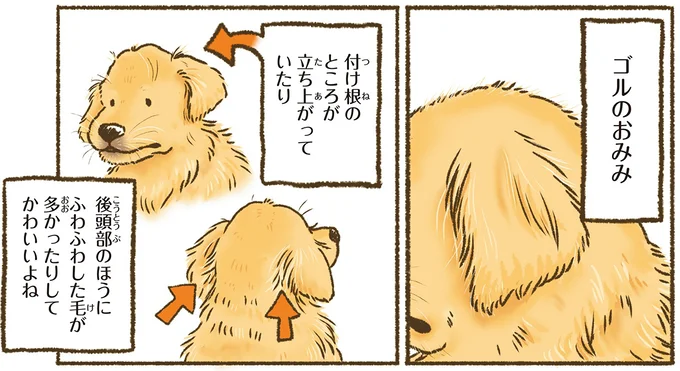 『今日もゴールデンレトリバーに癒されて』 15712373.webp