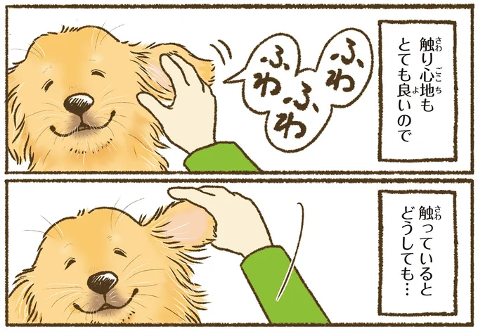 『今日もゴールデンレトリバーに癒されて』 15712376.webp