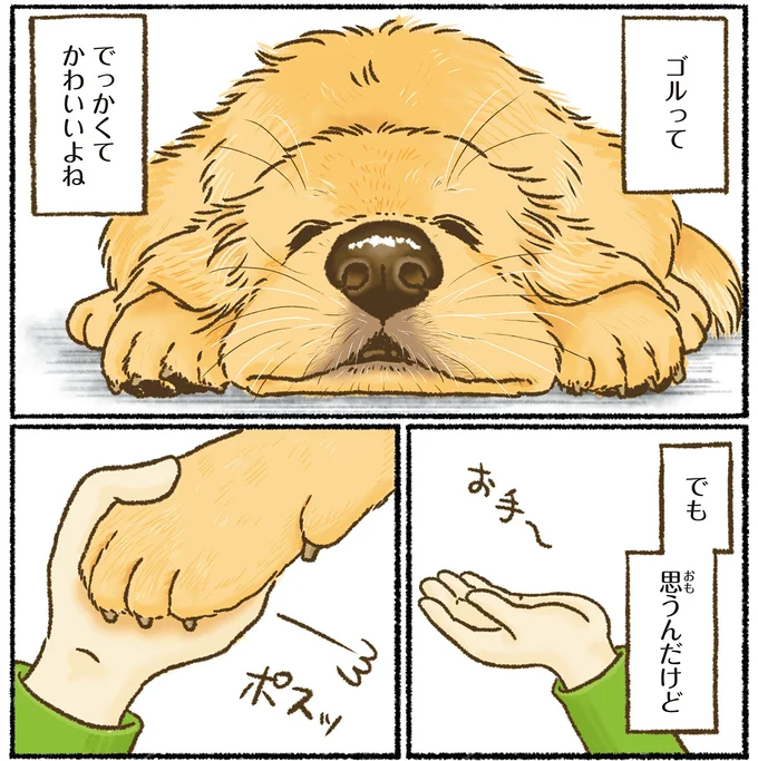 『今日もゴールデンレトリバーに癒されて』 15712380.webp