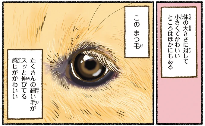 『今日もゴールデンレトリバーに癒されて』 15712384.webp