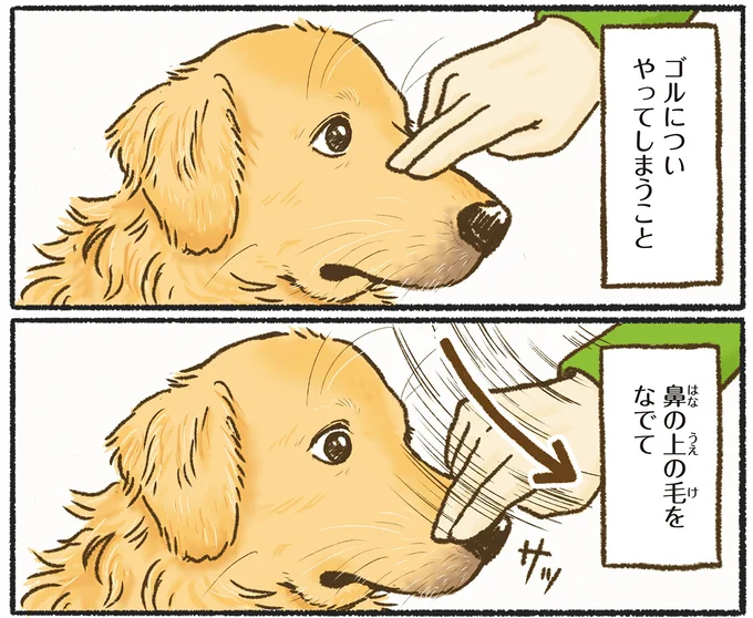 『今日もゴールデンレトリバーに癒されて』 15712387.webp