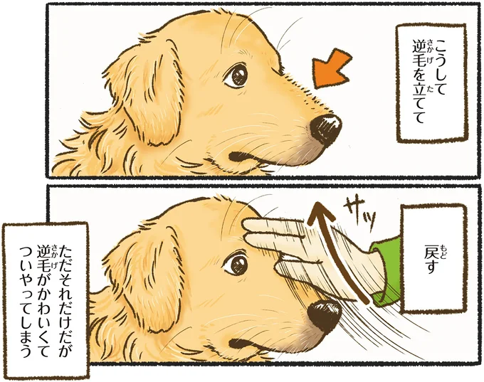 『今日もゴールデンレトリバーに癒されて』 15712388.webp