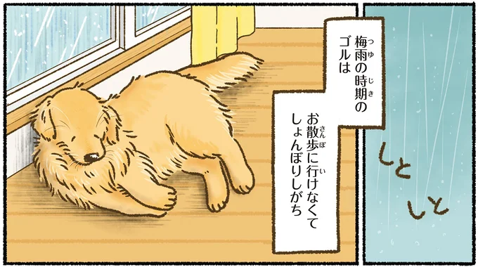 『今日もゴールデンレトリバーに癒されて』 15712392.webp