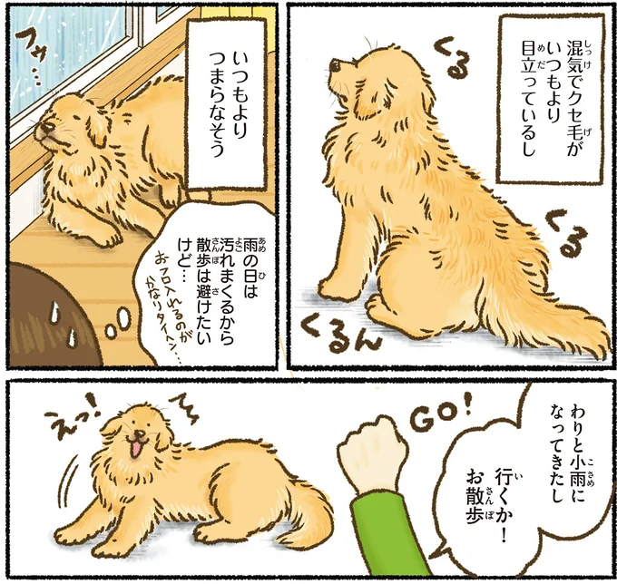 『今日もゴールデンレトリバーに癒されて』 15712393.webp