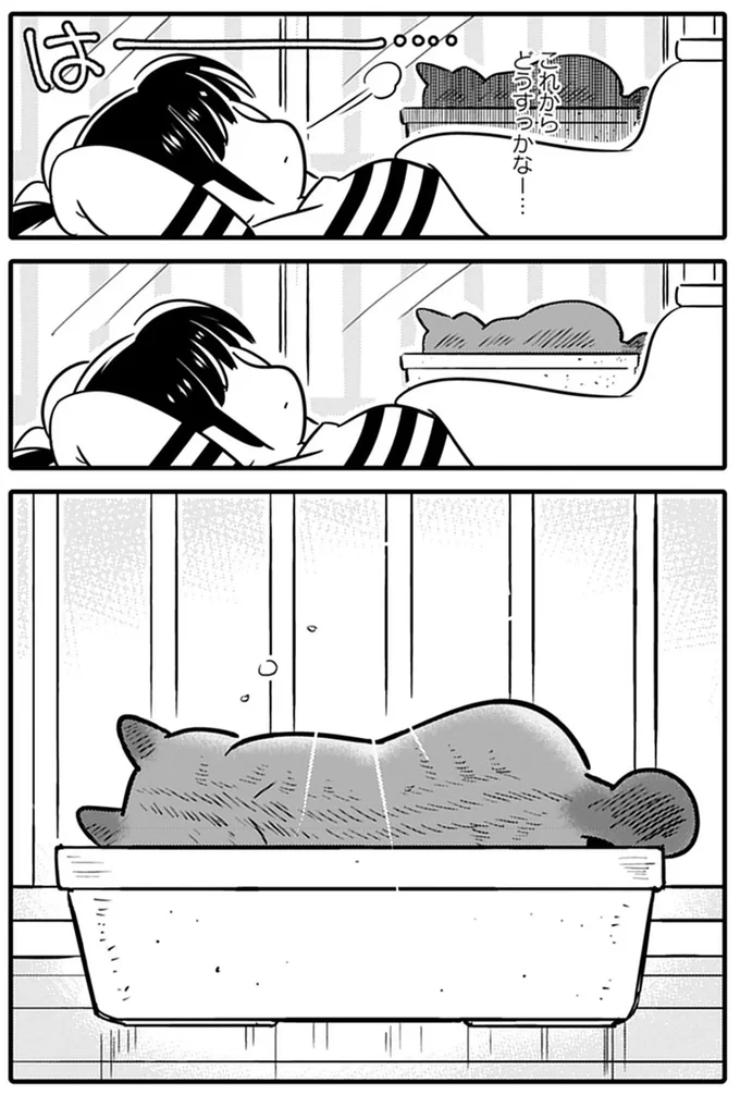 野良猫を保護し、幸せに過ごすための奮闘記。夫と別居する女性と猫の運命の出会いは...／ブリちゃん日記 15751393.webp