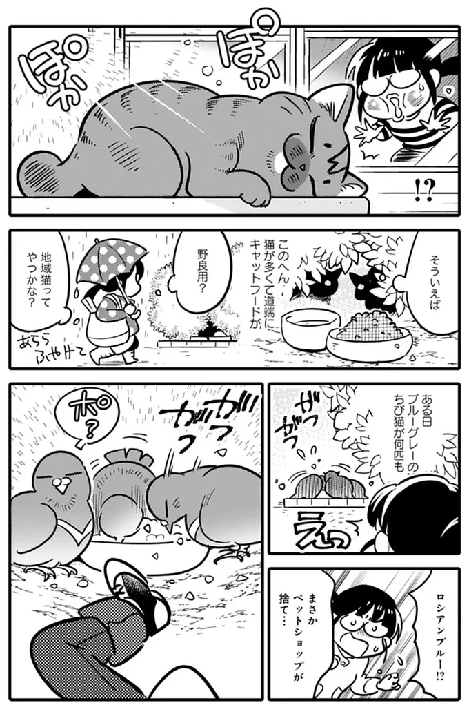 野良猫を保護し、幸せに過ごすための奮闘記。夫と別居する女性と猫の運命の出会いは...／ブリちゃん日記 15751395.webp