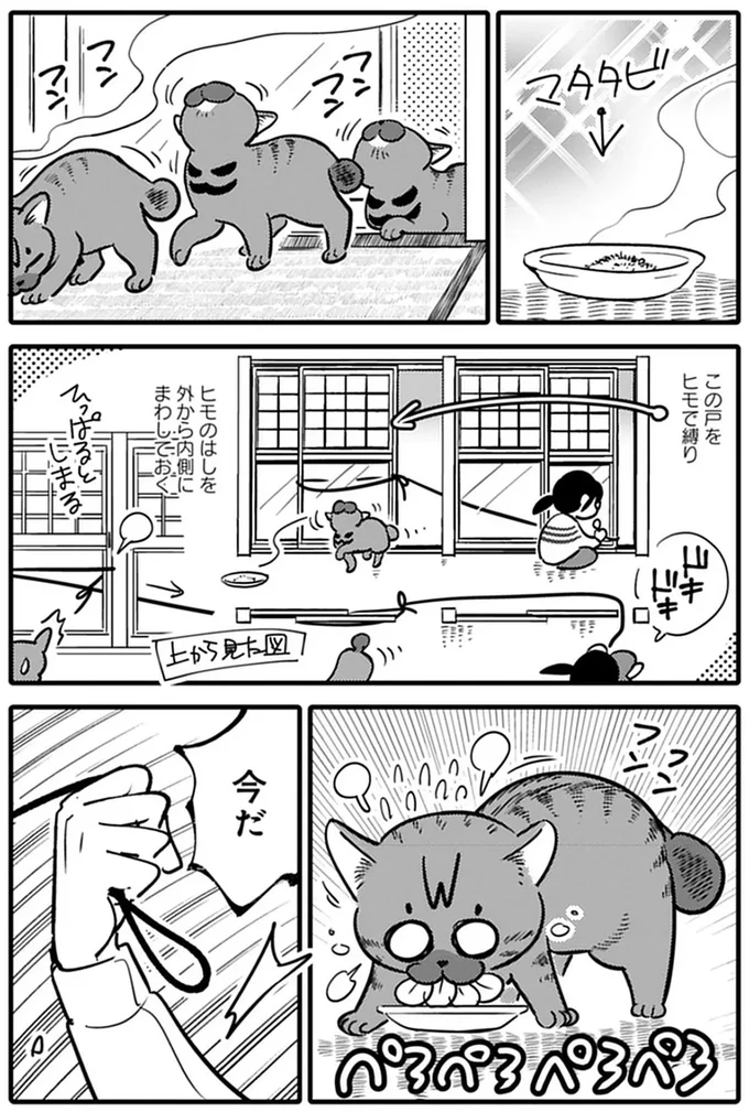『ブリちゃん日記 猫なら産みたい』 15791648.webp