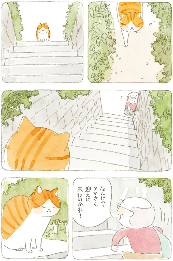 『ねことじいちゃん』6～11 15824529.webp