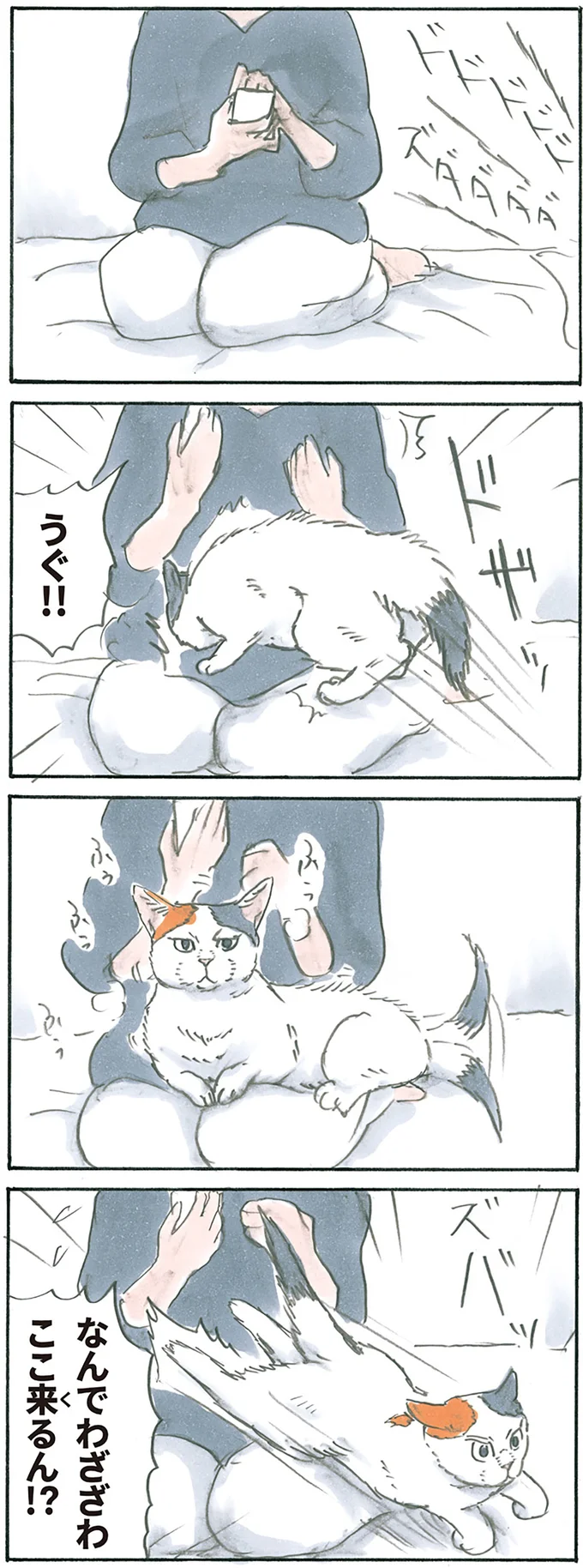 『拾い猫のモチャ1～8』 15896801.webp