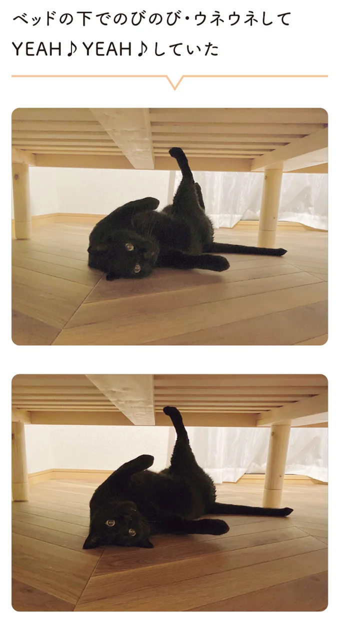 『黒猫ろんと暮らしたら』4～7 15899370.webp