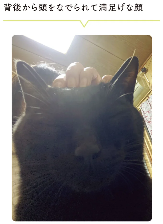 『黒猫ろんと暮らしたら』4～7 15899420.webp