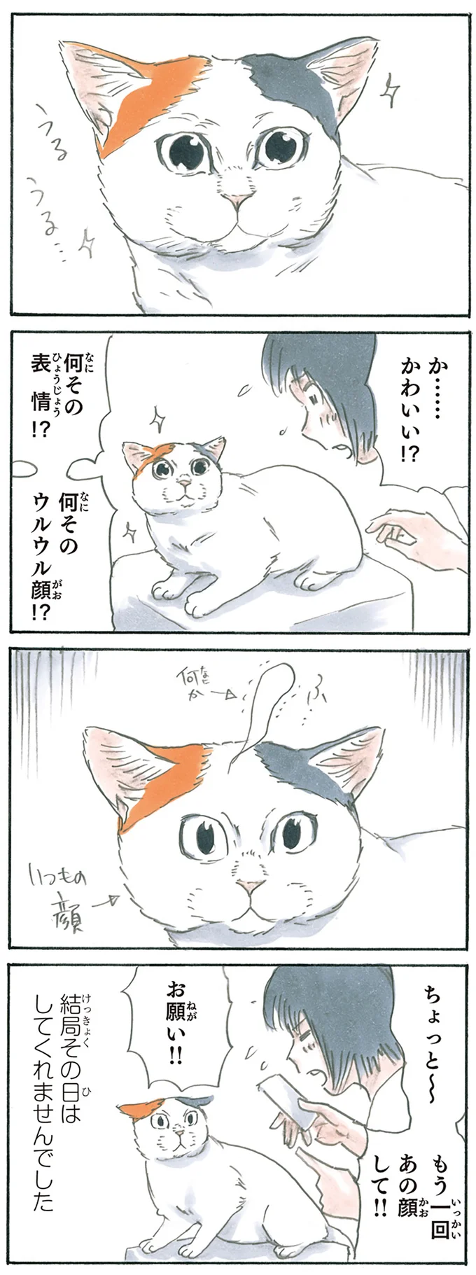 『拾い猫のモチャ1～8』 15928329.webp