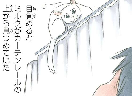 目覚めると猫がカーテンレールの上に。その後に起きた「悲劇」／拾い猫のモチャ4