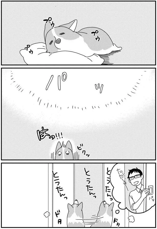 留守番中の愛犬コーギー。見守りカメラから聞こえる飼い主の声に愛犬が!?／あしょんでよッ8 15930926.webp