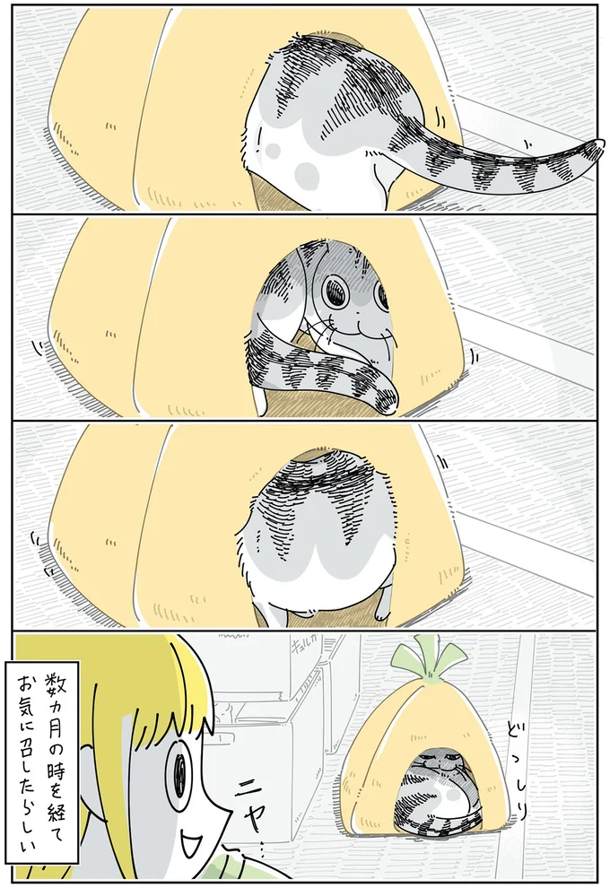 『夜は猫といっしょ』4～6 15965694.webp