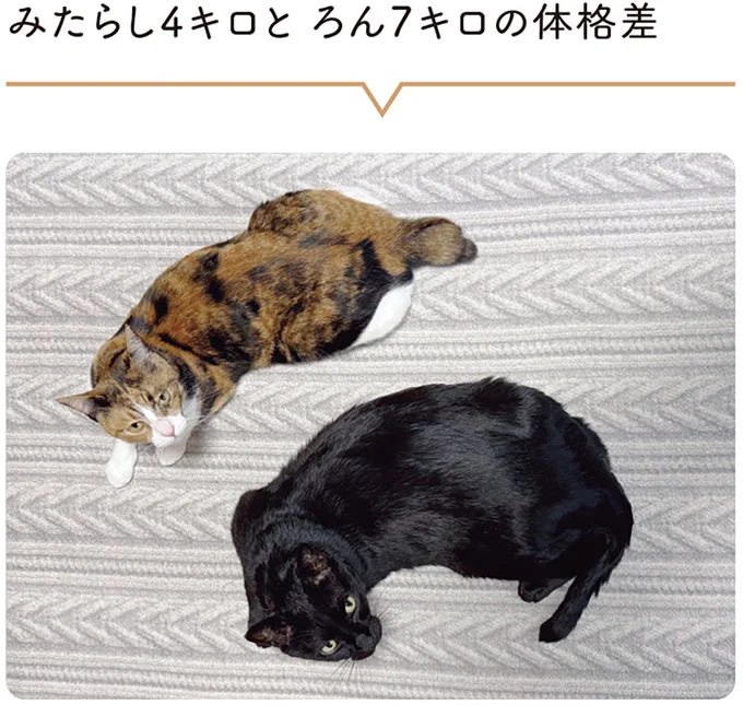 『黒猫ろんと暮らしたら』4～7 15986828.webp