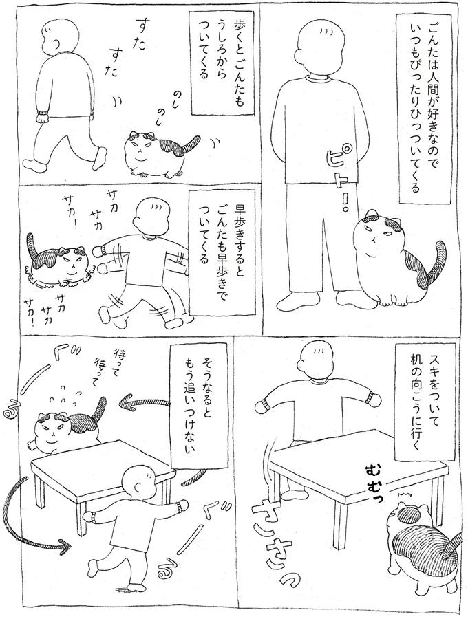 人間好きでくっつきたがる元野良猫。飼い主を追いかけて机の周りをぐるぐる／野良猫ごんた、家猫になる 16108653.webp