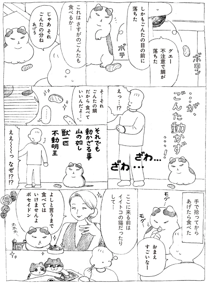 『野良猫ごんた、家猫になる』 16108709.webp