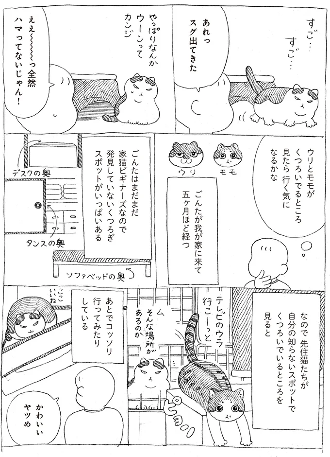 『野良猫ごんた、家猫になる』 16108715.webp