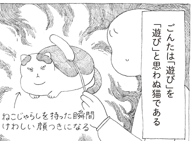 元野良の愛猫。飼い主が猫じゃらしを見せると険しい表情に...⁉／野良猫ごんた、家猫になる