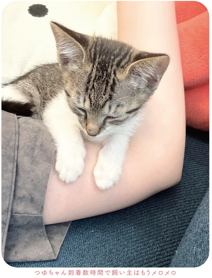 『ねこのつゆちゃんのことで頭がいっぱいです』 16124207.webp