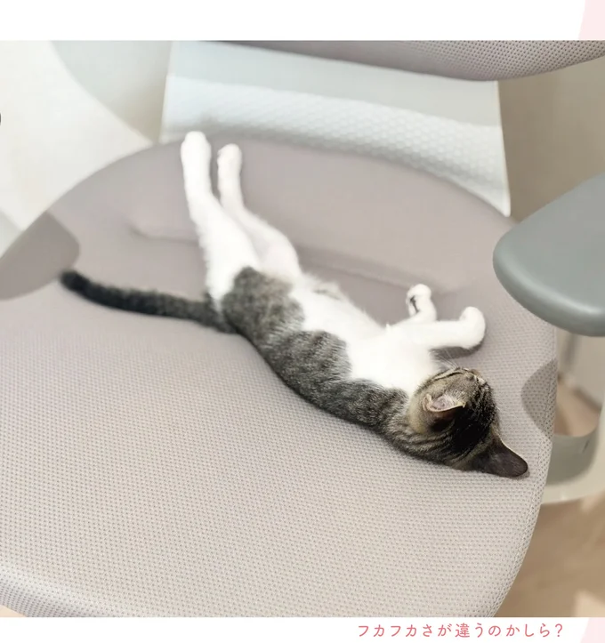 『ねこのつゆちゃんのことで頭がいっぱいです』 16124233.webp