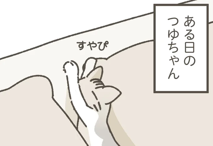 やっぱり隙間が好き？ 枕の間でスヤスヤの保護ねこちゃん／ねこのつゆちゃんのことで頭がいっぱいです