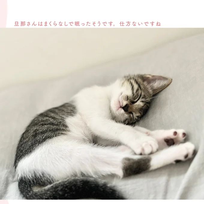 『ねこのつゆちゃんのことで頭がいっぱいです』 16124244.webp