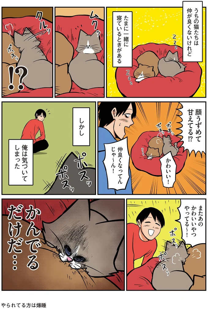 『鴻池剛と猫のぽんた ニャアアアン! 1～4』 16211626.webp