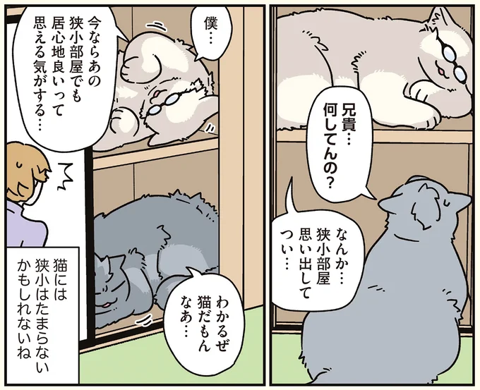 『ブラック企業の社員が猫になって人生が変わった話8 猫兄弟の場合』 16258969.webp