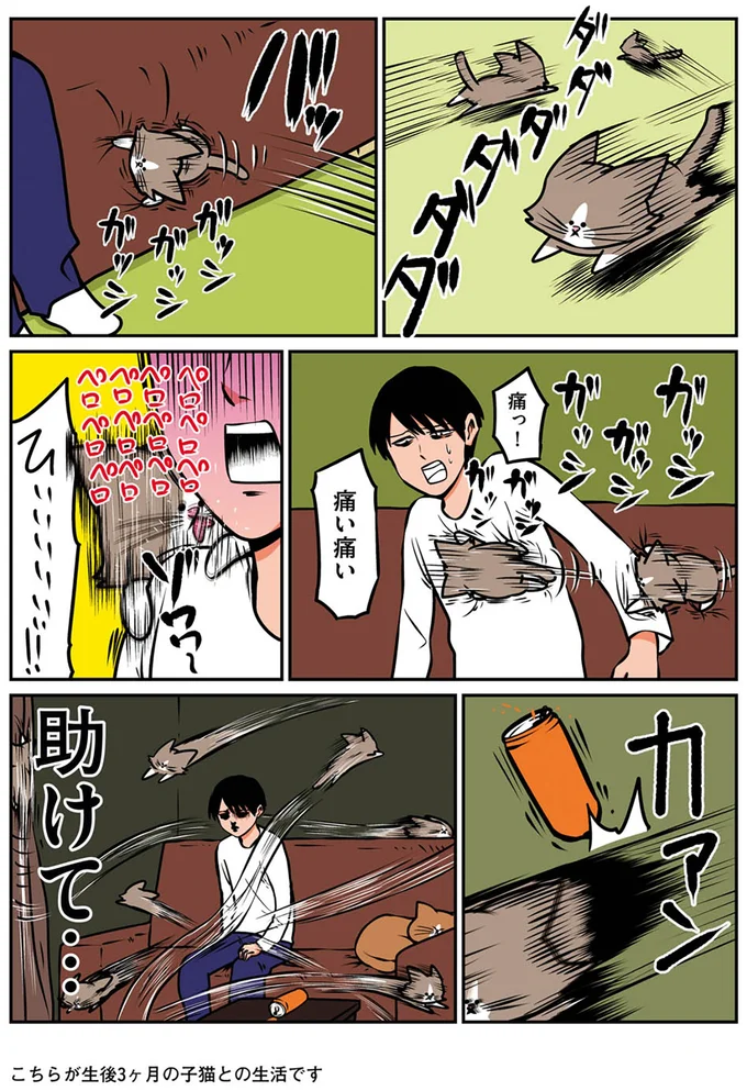 『鴻池剛と猫のぽんた ニャアアアン! 1～4』 16268861.webp