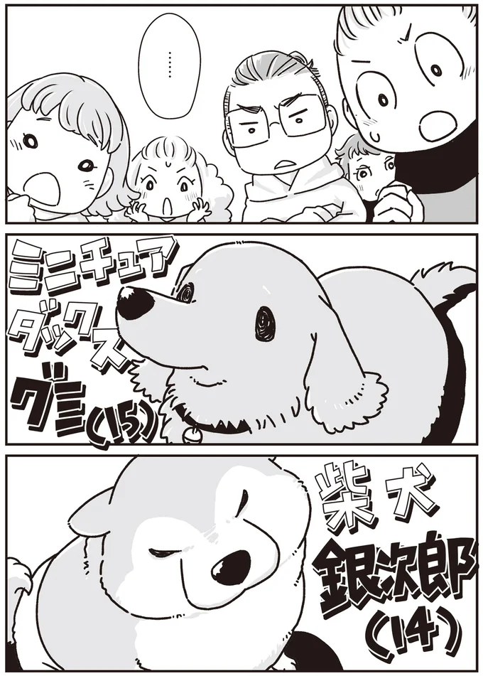 かつて仲良しだったミニチュアダックスと柴犬。シニアになってからの再会に/愛犬グミと銀次郎と過ごした日々 16295364.webp