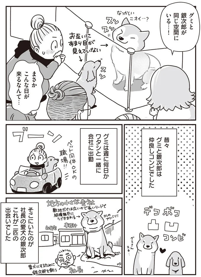 かつて仲良しだったミニチュアダックスと柴犬。シニアになってからの再会に／愛犬グミと銀次郎と過ごした日々 16295403.webp