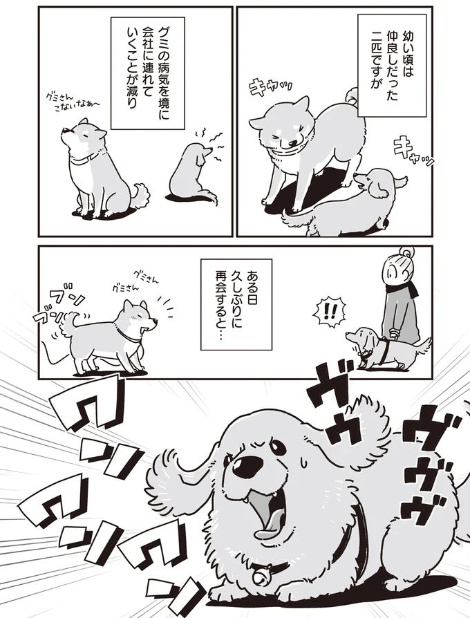 かつて仲良しだったミニチュアダックスと柴犬。シニアになってからの再会に／愛犬グミと銀次郎と過ごした日々 16295404.webp