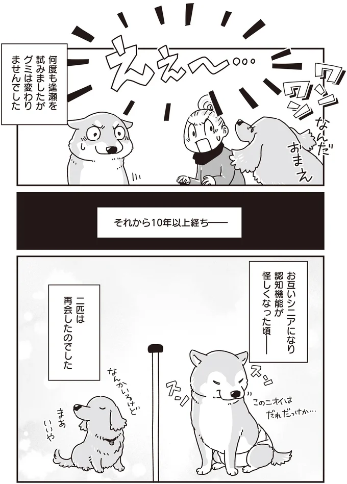 かつて仲良しだったミニチュアダックスと柴犬。シニアになってからの再会に／愛犬グミと銀次郎と過ごした日々 16295405.webp