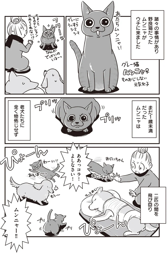 『何度でも言うね、大好きだよ 愛犬グミと銀次郎と過ごした日々』 16295519.webp