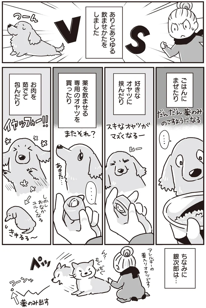 ミニチュアダックスVS飼い主。生涯続いた投薬バトル／愛犬グミと銀次郎と過ごした日々 16295639.webp