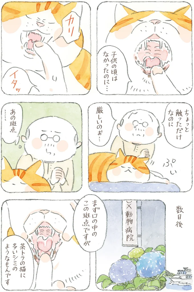 『ねことじいちゃん12』 16341767.webp